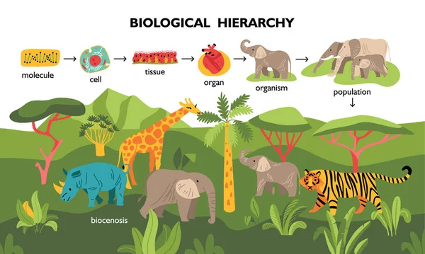 Biológiai hierarchia Tájképösszetétel — Stock Vector