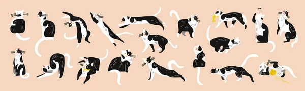 Black White Cats Set — Stockový vektor