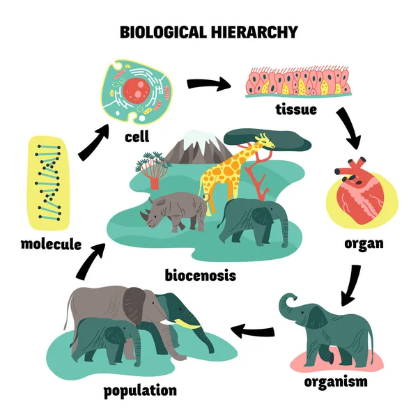Hierarchia biologiczna Okrągły skład — Wektor stockowy