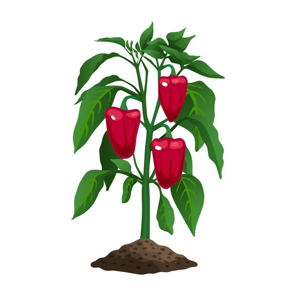 Chili Pepper Plant Composition — Stockvektor