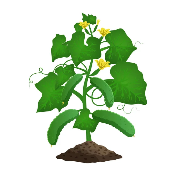 Planta de pepino Composición ecológica — Vector de stock