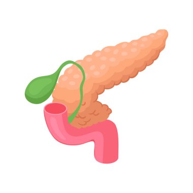 İnsan Organları Pankreas Bileşimi