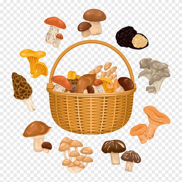 Basket With Edible Mushrooms — Stock Vector