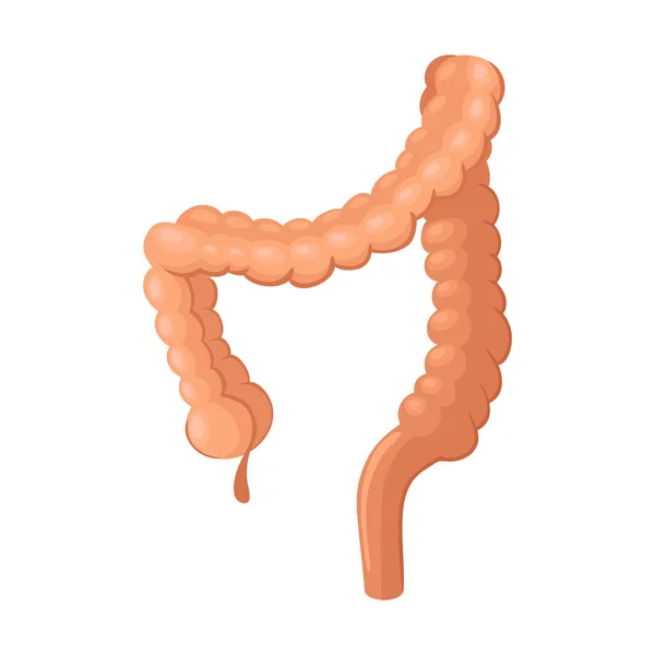人間の器官｜腸組成物 — ストックベクタ