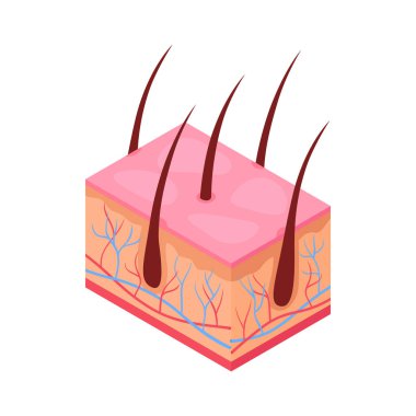 Epidermis kompozisyonu.