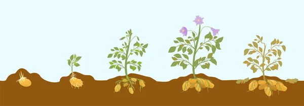 Fases de cultivo de patatas Composición — Archivo Imágenes Vectoriales