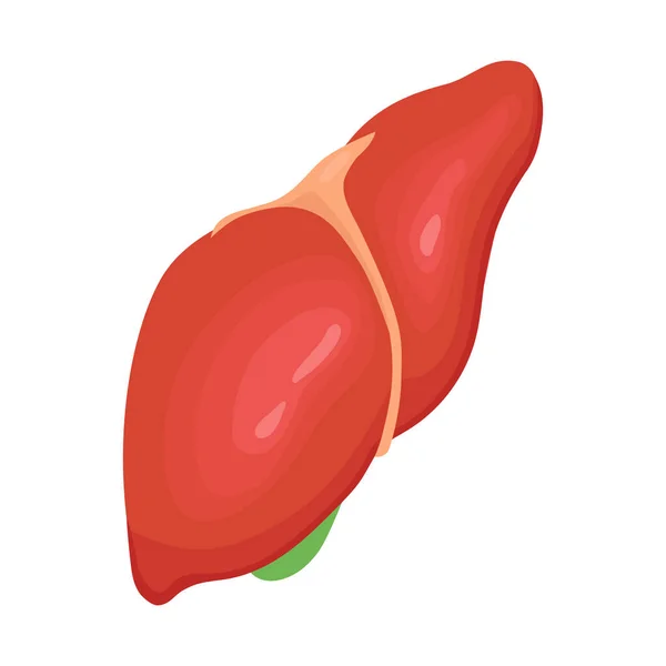 Human Organs Liver Composition — Vetor de Stock