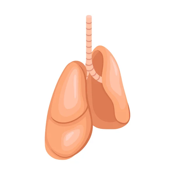 Σύνθεση των πνευμόνων των ανθρώπινων οργάνων — Διανυσματικό Αρχείο