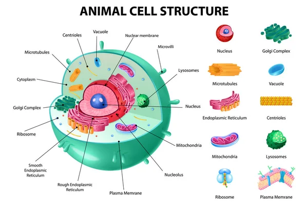 Hayvan hücre anatomisi — Stok Vektör