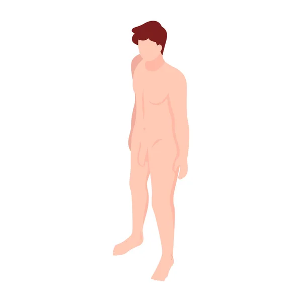 Anatomische mannelijke lichaamssamenstelling — Stockvector