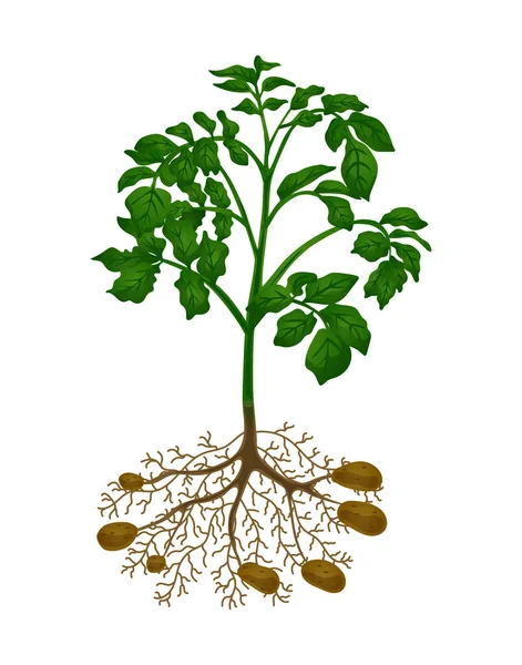 Planta de batata plana — Vetor de Stock