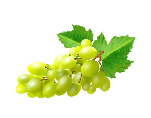 Ilustración realista de uvas — Vector de stock