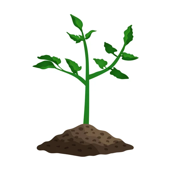 Lapos paradicsomnövény — Stock Vector