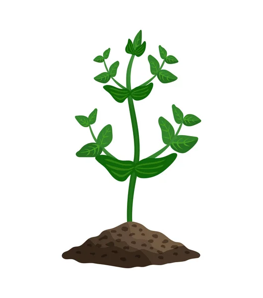 Borsónövény-illusztráció — Stock Vector