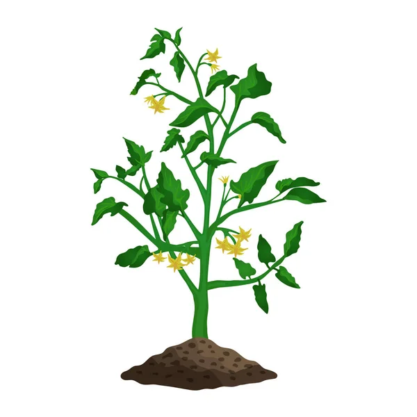 Planta de tomate plano — Vector de stock