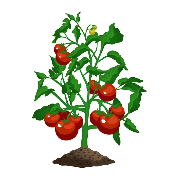 Platte tomatenplant — Stockvector