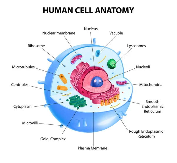 Menselijke cel diagram — Stockvector