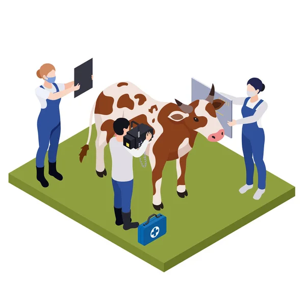 Složení veterinárního vyšetření krav — Stockový vektor
