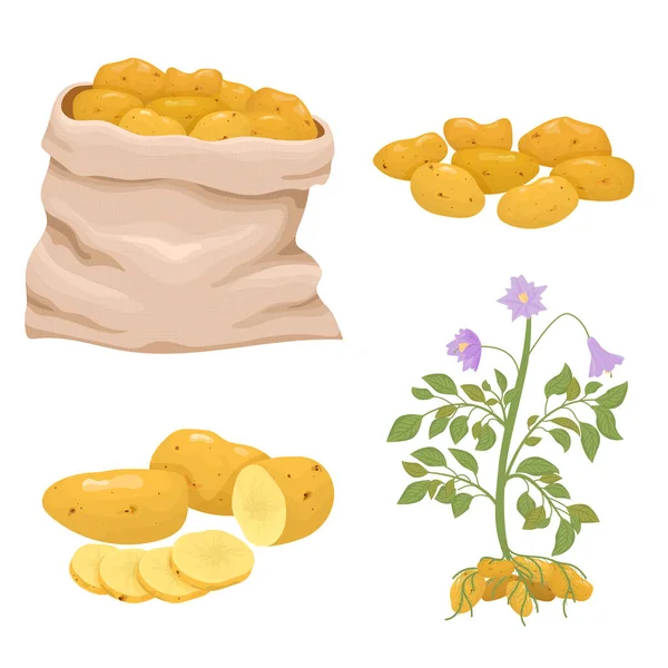 Patates düz Icon set — Stok Vektör