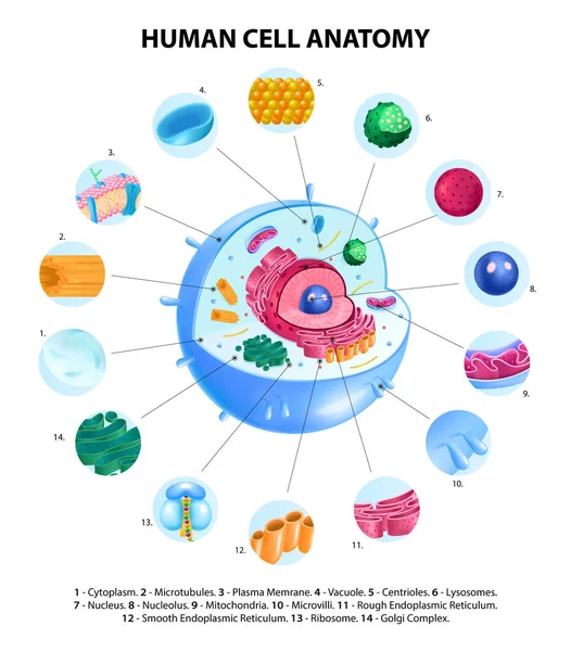 Infographies sur l'anatomie cellulaire — Image vectorielle