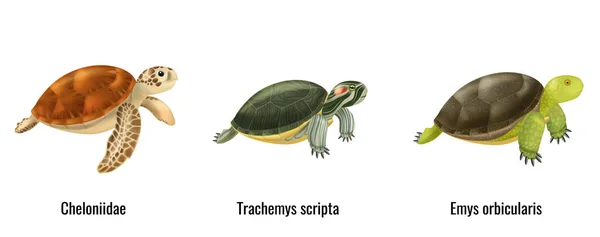 Realistiska havssköldpaddor — Stock vektor