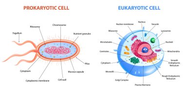 Realistic Cells Anatomy clipart