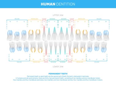 Realistic Human Teeth Infographics clipart