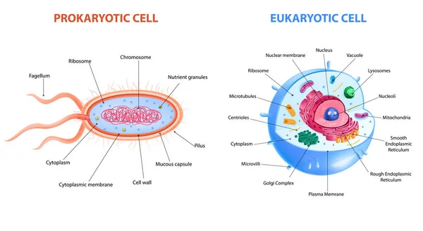 Realistic Cells Anatomy — Stock Vector