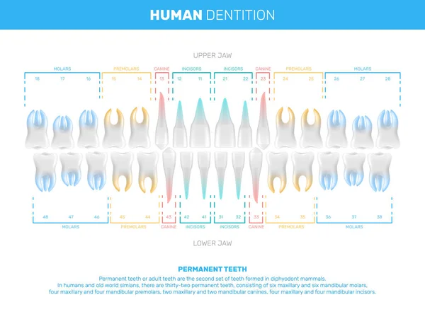 Infografías Realistas de Dientes Humanos — Vector de stock