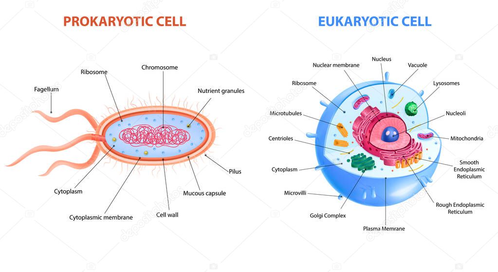 Realistic Cells Anatomy