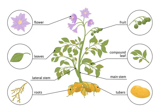 Kartoffelpflanze flache Infografik — Stockvektor