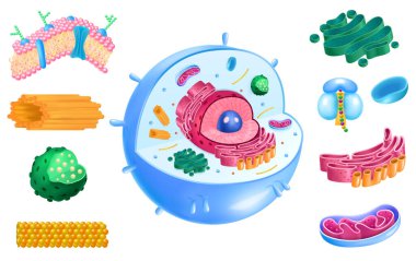 Cell Anatomy Set clipart