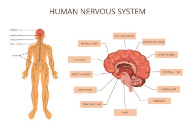 Human Body Organ Systems Infographic clipart