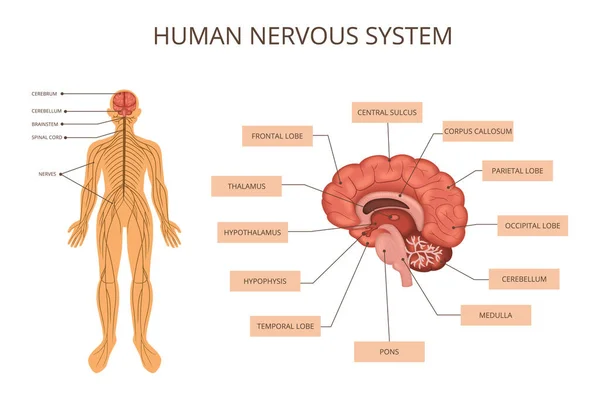 Informace o orgánových systémech lidského těla — Stockový vektor