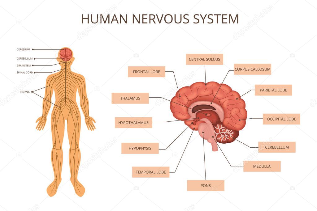 Human Body Organ Systems Infographic
