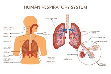 İnsan Vücut Organ Sistemleri Renkli Bileşimi