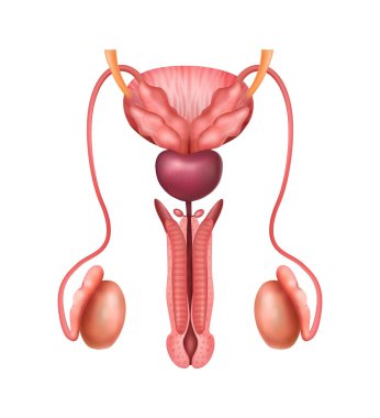 Erkek Üreme Sistemi Bileşimi