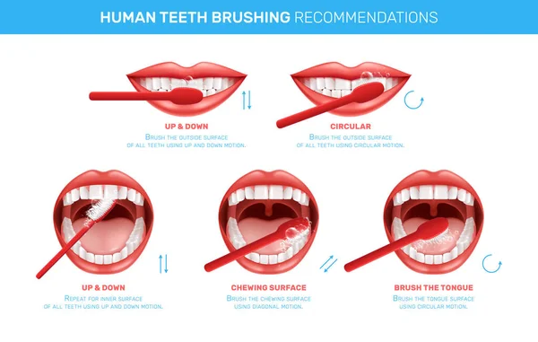 Escovar os dentes infográficos realistas — Vetor de Stock