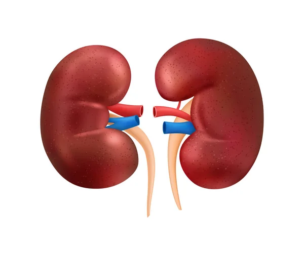 Komposisi Kidney Manusia Realistik - Stok Vektor