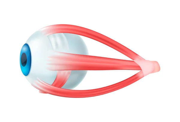 Realistische Zusammensetzung des menschlichen Auges — Stockvektor