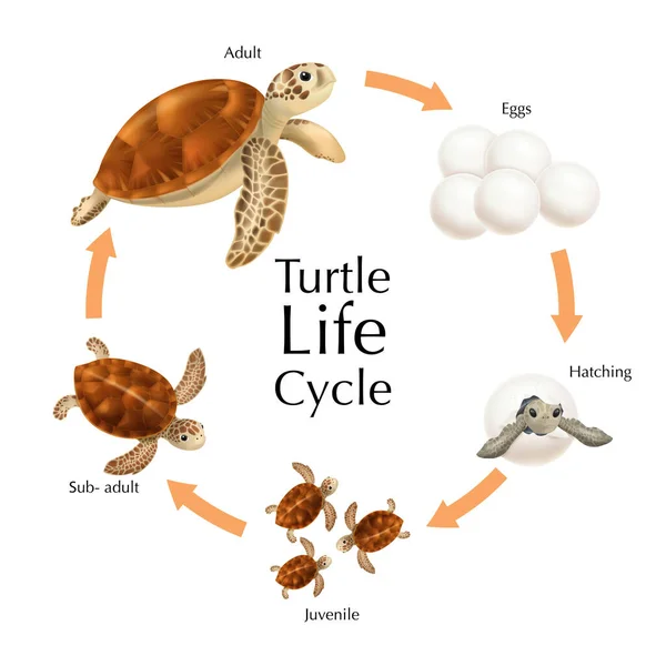 Σύνολο κύκλου ζωής χελώνας — Διανυσματικό Αρχείο