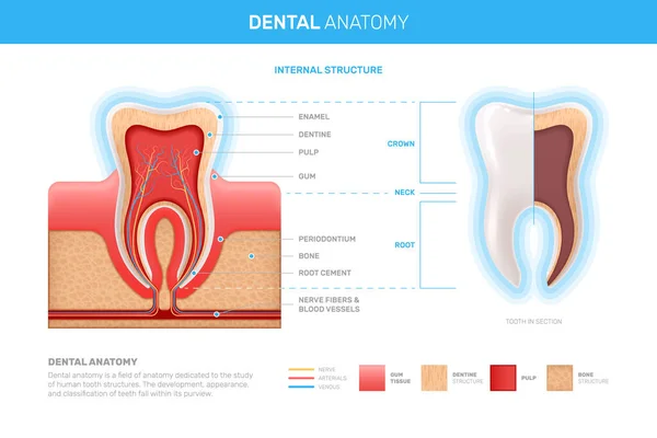 Diş Anatomisi Gerçekçi Bilgiler — Stok Vektör