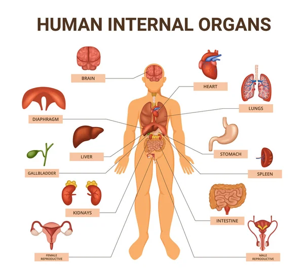 Farbige Organsysteme des menschlichen Körpers Infografik — Stockvektor