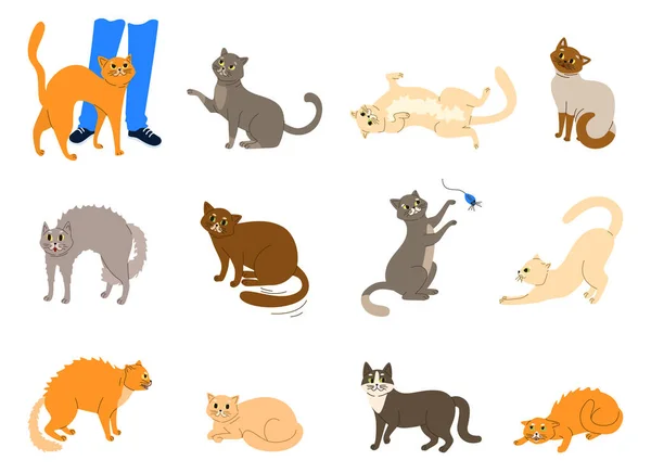 猫情绪身体语言集 — 图库矢量图片