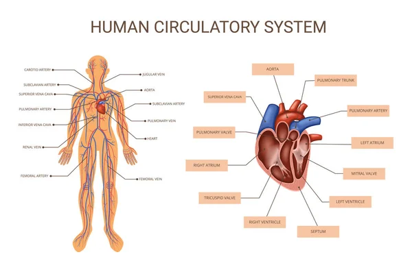 İnsan Vücut Organ Sistemleri Renkli Bilgiler — Stok Vektör