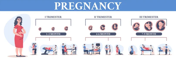 Chronologie de la composition de la grossesse — Image vectorielle