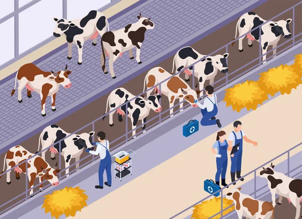 Veterinární složení krav — Stockový vektor