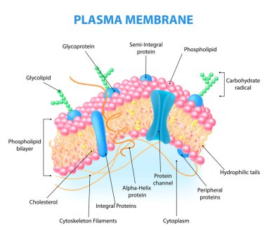Hücre Anatomisi