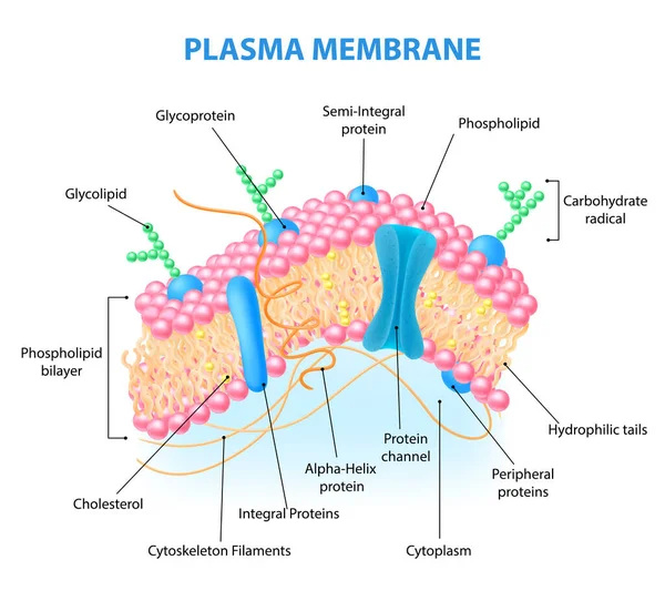 Anatomia da Membrana Celular — Vetor de Stock