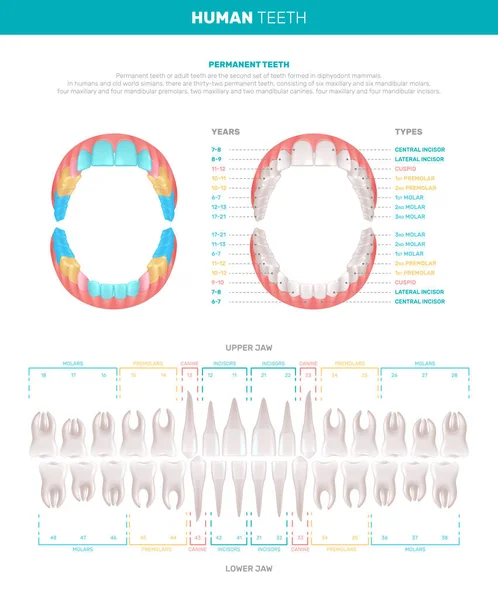 Велика інфографіка людських зубів — стоковий вектор